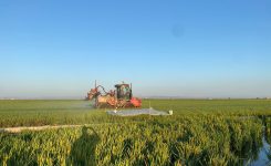 La Generalitat financia el desarrollo de un modelo predictivo para optimizar el uso de fitosanitarios y fertilizantes en el cultivo del arroz