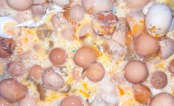 La Generalitat dona suport a la transformació dels ous trencats en matèries primeres per a les indústries del calçat i la ceràmica