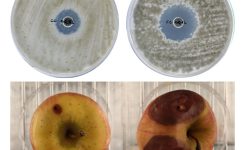 Ivace+i finança el desenrotllament de compostos a partir de residus de caqui que protegixen la fruita i ajuden a conservar aliments