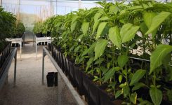 12 de julio de 2025 | Ivace+i Innovación apoya el desarrollo de fertilizantes y estimulantes sostenibles a partir de residuos del sector hortofrutícola