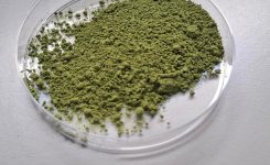 Ivace+i Innovación financia un proceso pionero para obtener ingredientes naturales, bioactivos y sostenibles a partir de algas