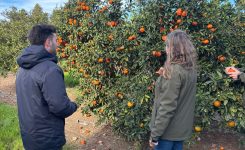 Ivace+i Innovació finança una ferramenta per a analitzar els cultius i reduir el consum d’aigua i fertilitzants en explotacions de cítrics