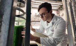 Ivace+i Innovación apoya el desarrollo de nuevos bioestimulantes basados en microalgas capaces de sobrevivir en condiciones extremas